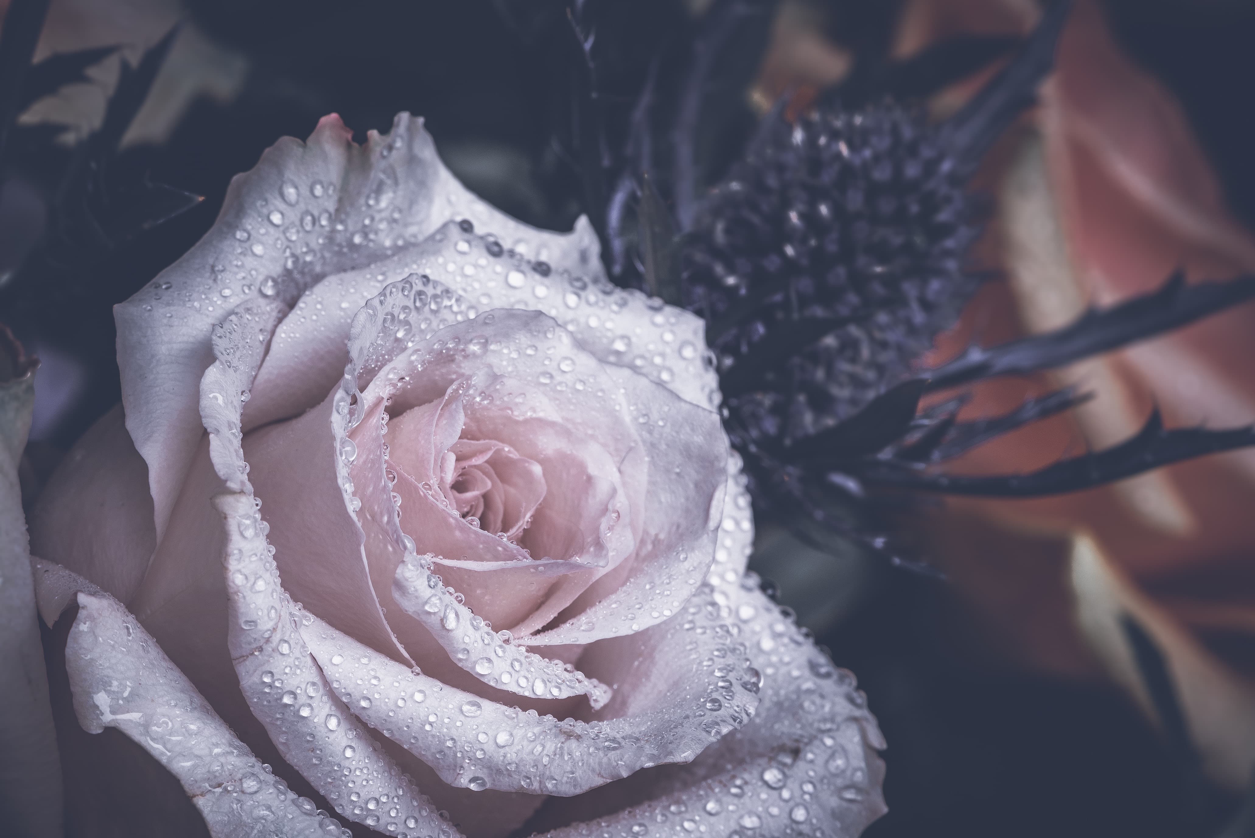 Gedenkbanner