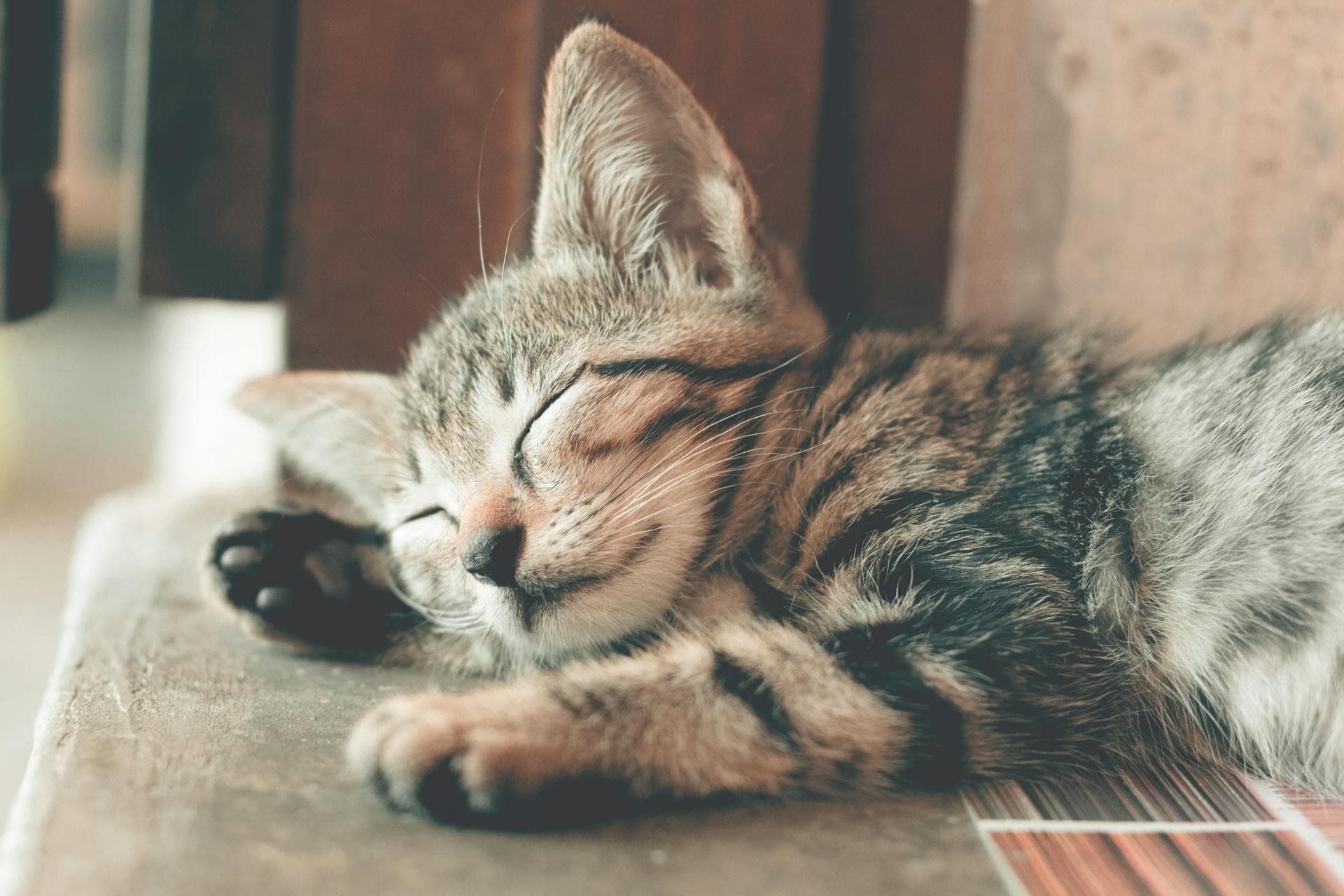 10 Ideen für eine persönliche Tiergedenkseite